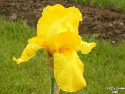 Photo of Tall Bearded Iris (Iris 'Ola Kala') uploaded by Joy