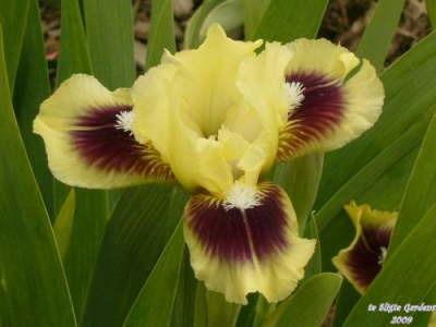 Photo of Standard Dwarf Bearded Iris (Iris 'Pippi Longstockings') uploaded by Joy