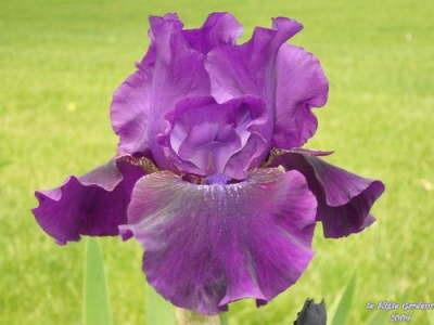 Photo of Tall Bearded Iris (Iris 'Rosalie Figge') uploaded by Joy