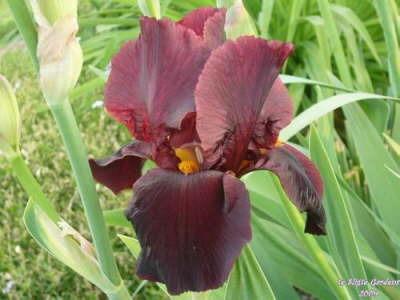Photo of Tall Bearded Iris (Iris 'Sultan's Palace') uploaded by Joy
