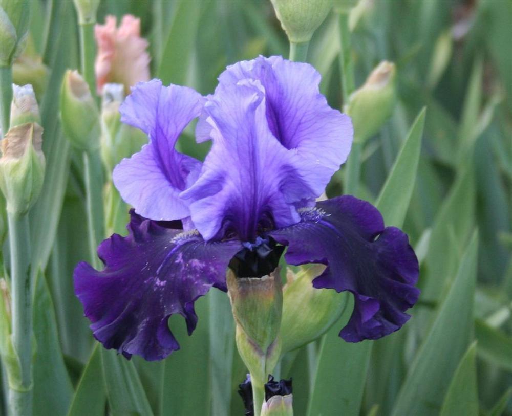 Photo of Tall Bearded Iris (Iris 'Fatal Attraction') uploaded by KentPfeiffer