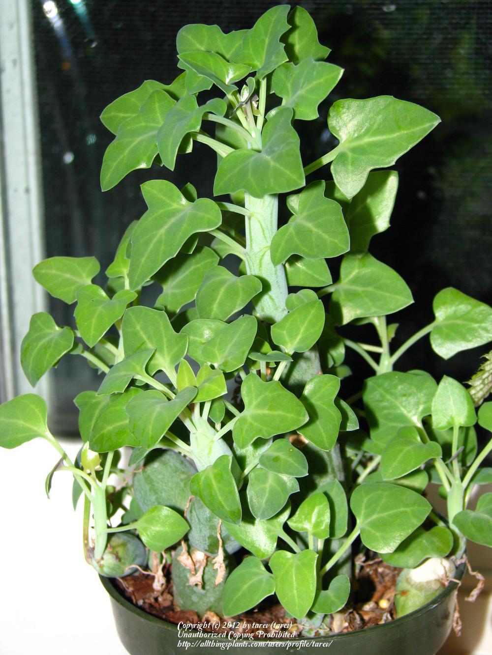 Photo of Candle Plant (Curio articulatus) uploaded by tarev