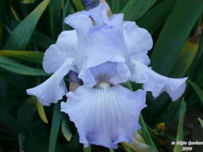 Photo of Tall Bearded Iris (Iris 'Tide's In') uploaded by Joy