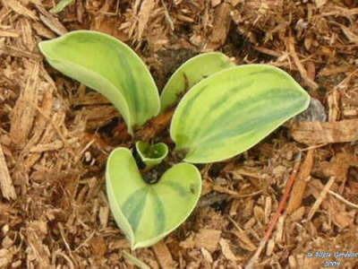 Photo of Hosta 'Frosted Mouse Ears' uploaded by Joy