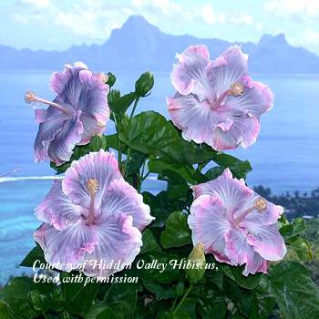 Photo of Tropical Hibiscus (Hibiscus rosa-sinensis 'Tahitian Princess') uploaded by SongofJoy