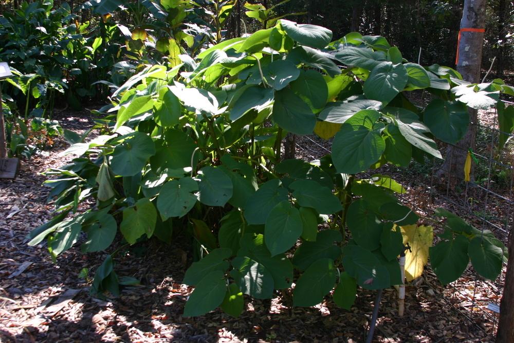 Photo of Root Beer Plant (Piper auritum) uploaded by dave