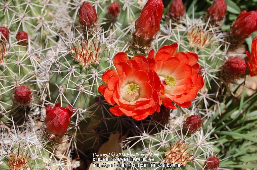 Photo of Claretcup Cactus (Echinocereus triglochidiatus) uploaded by valleylynn