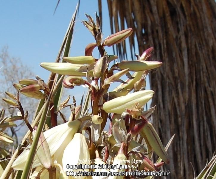 Photo of Banana Yucca (Yucca baccata) uploaded by valleylynn