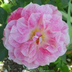 Location: In my Northern California garden
Date: 2012-10-06