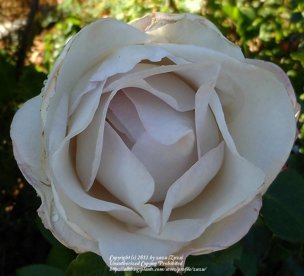 Photo of Rose (Rosa 'Cologne') uploaded by zuzu