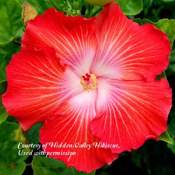 Photo of Tropical Hibiscus (Hibiscus rosa-sinensis 'Radiant') uploaded by SongofJoy