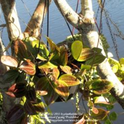 Location: Daytona Beach, Florida
Date: 2012-11-01 
Pretty leaves of my Hoya merrillii