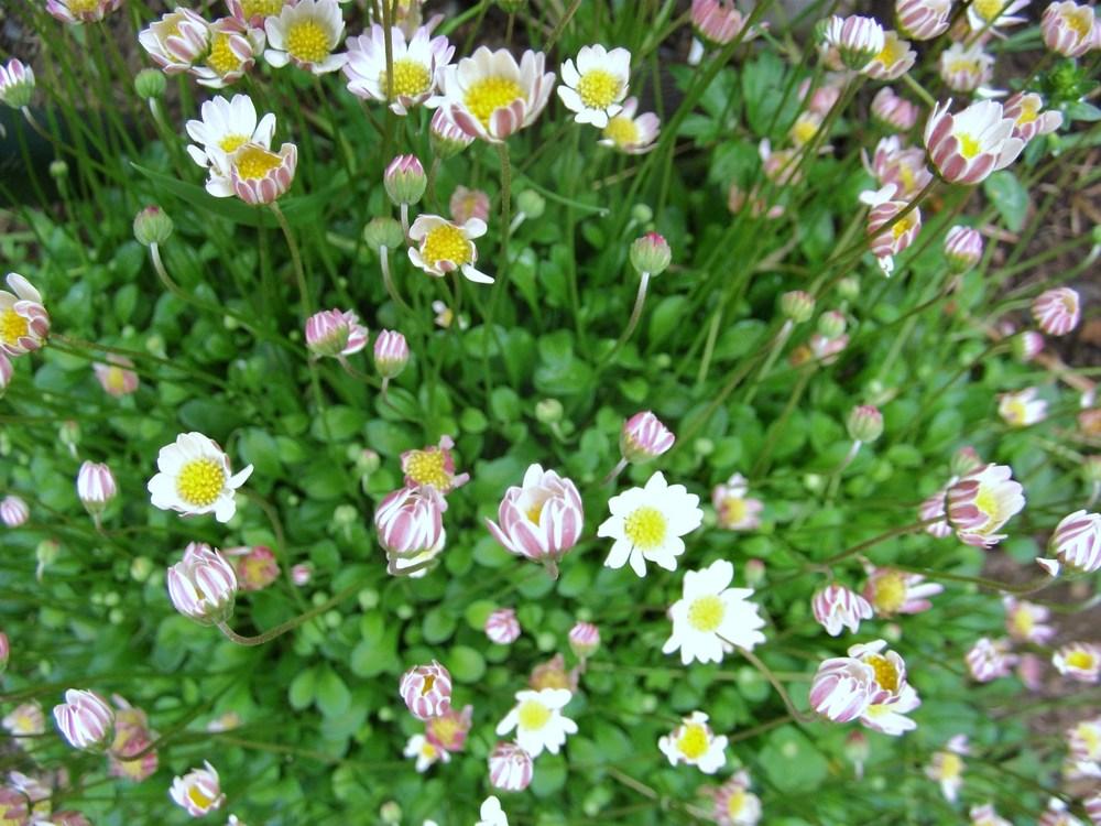 Photo of Miniature Daisy (Bellium minutum) uploaded by Bonehead