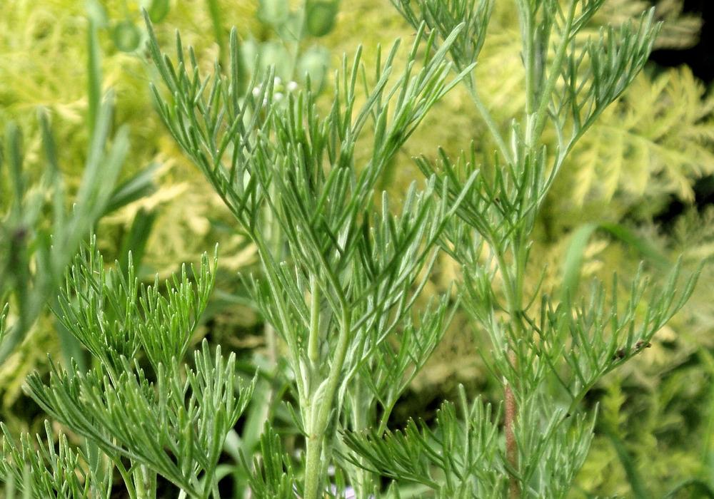 Photo of Southernwood (Artemisia abrotanum) uploaded by Bonehead