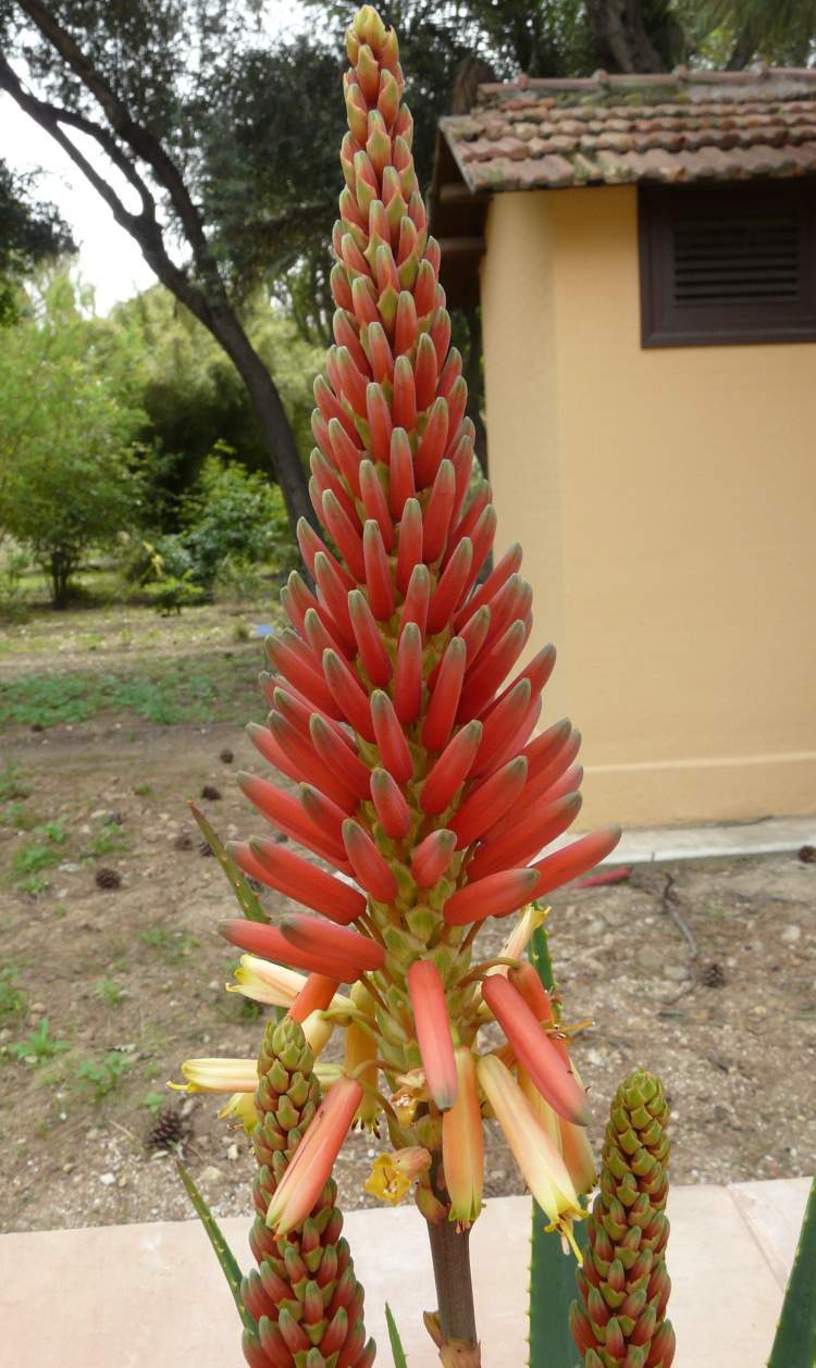 Photo of Doctor Kirk's Aloe (Aloe cryptopoda) uploaded by SongofJoy