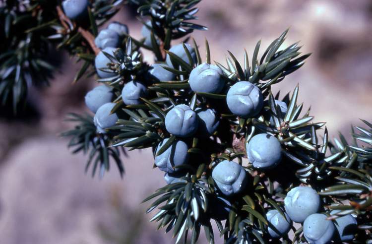 Photo of Common Juniper (Juniperus communis) uploaded by SongofJoy