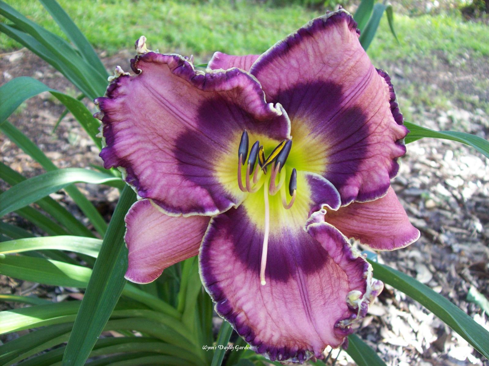 Photo of Daylily (Hemerocallis 'God Save the Queen') uploaded by Joy