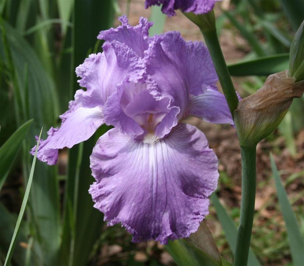 Photo of Tall Bearded Iris (Iris 'Feature Attraction') uploaded by KentPfeiffer