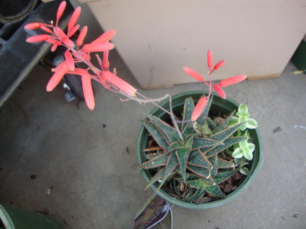 Photo of Aloe 'Christmas Carol' uploaded by Paul2032