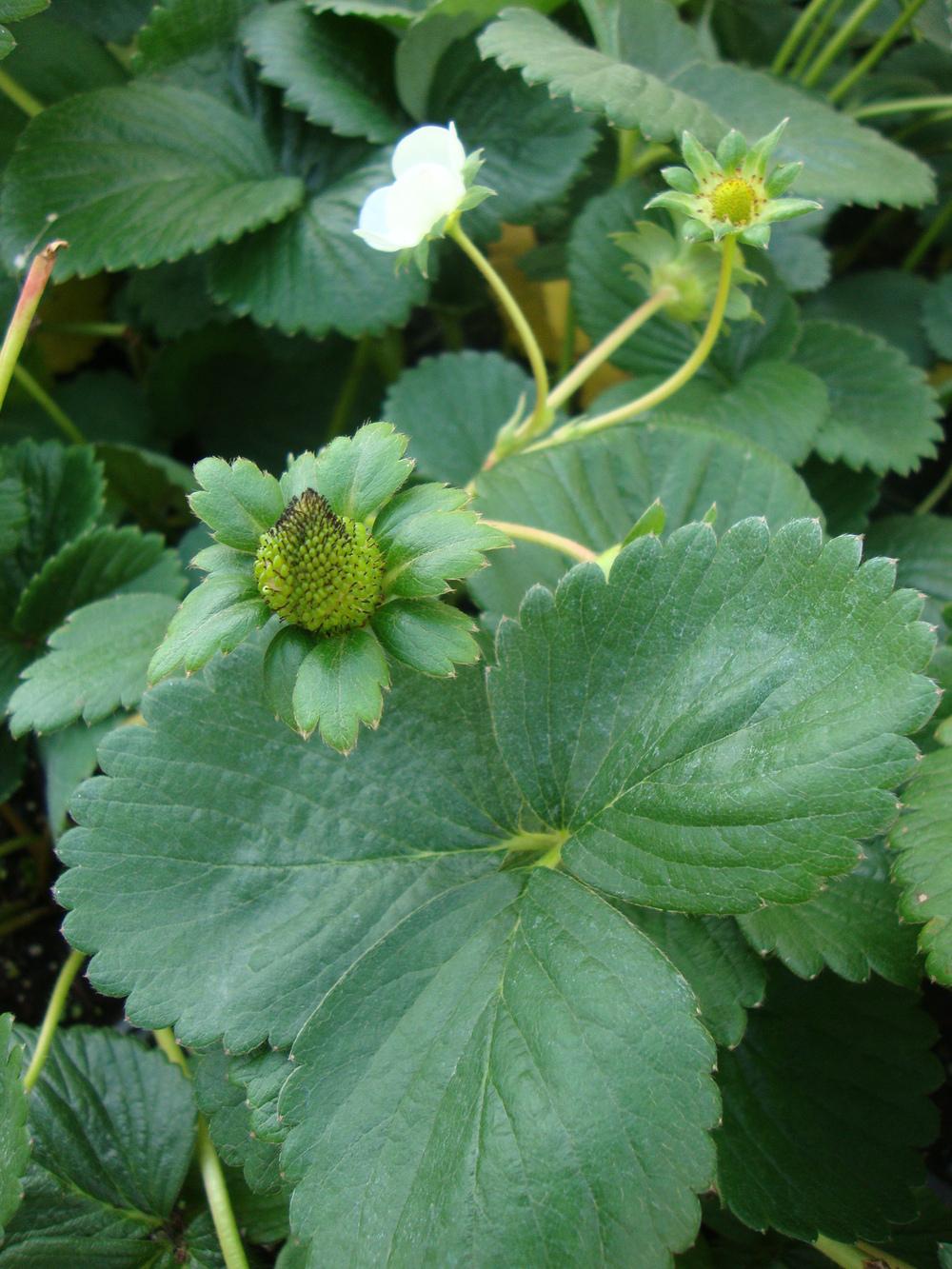 Photo of Strawberry (Fragaria x ananassa 'Albion') uploaded by Paul2032