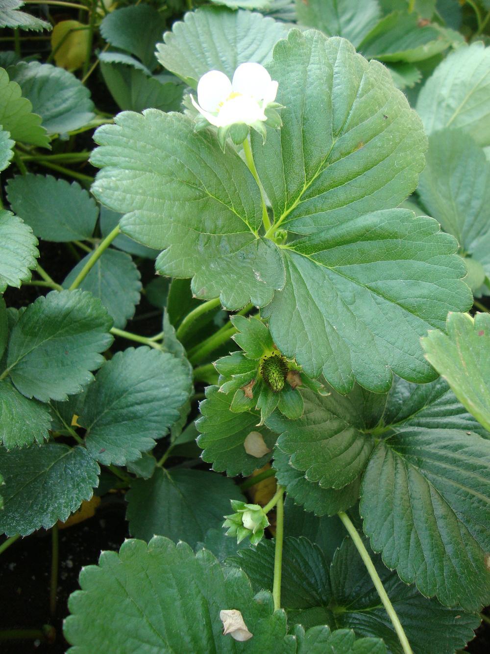 Photo of Strawberry (Fragaria x ananassa 'Albion') uploaded by Paul2032
