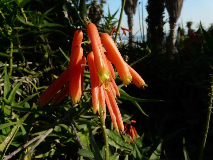 Photo of Climbing Aloe (Aloiampelos ciliaris) uploaded by SongofJoy