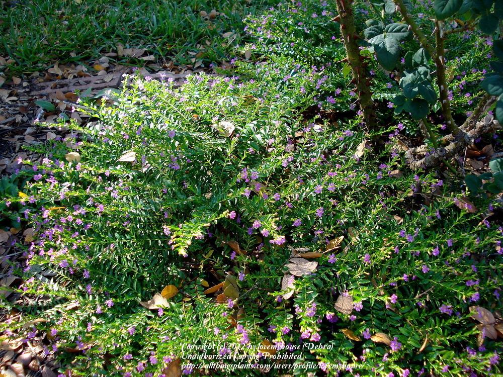 Photo of Mexican Heather (Cuphea hyssopifolia) uploaded by lovemyhouse