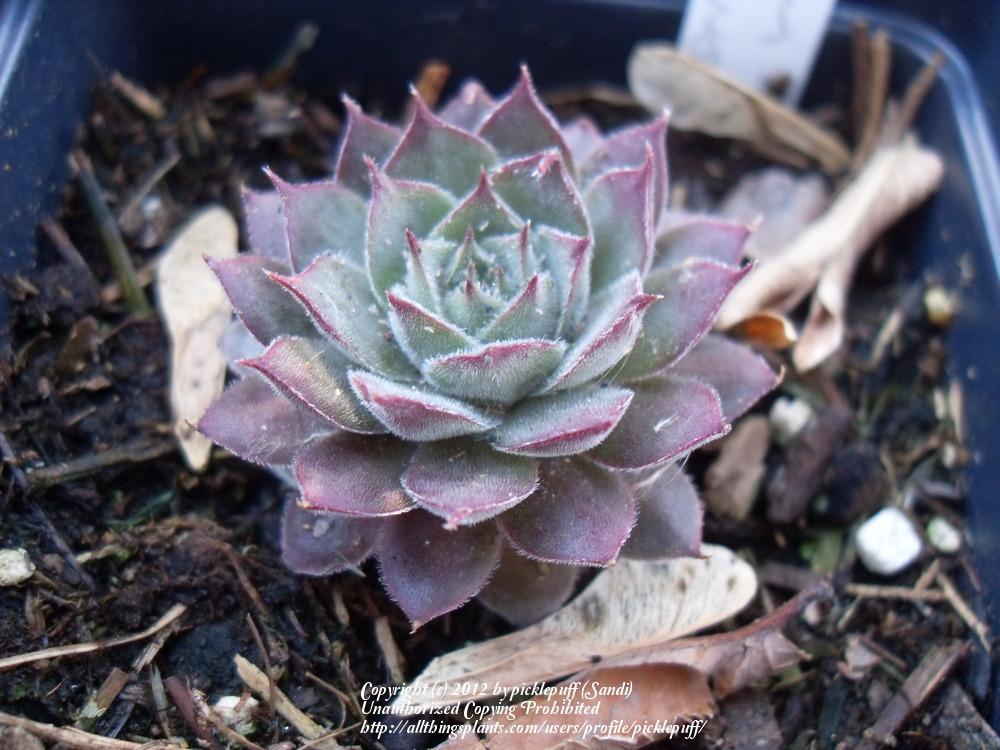 Photo of Hen and Chicks (Sempervivum 'Sea of Tranquility') uploaded by picklepuff