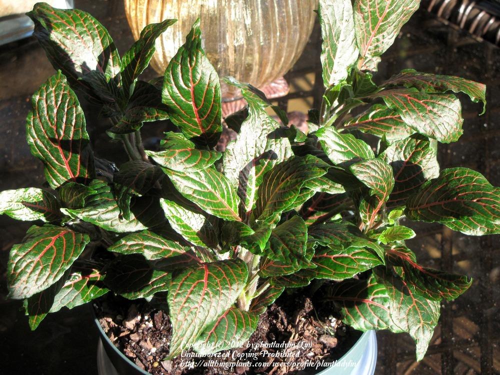Photo of Mosaic Plant (Fittonia albivenis 'Black Star') uploaded by plantladylin