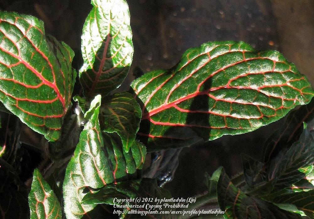 Photo of Mosaic Plant (Fittonia albivenis 'Black Star') uploaded by plantladylin