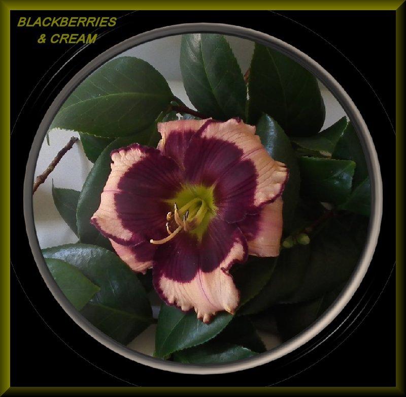 Photo of Daylily (Hemerocallis 'Blackberries and Cream') uploaded by Joy