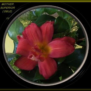 Photo Courtesy of Wood-Eden Daylilies & Cannas. Used with Permiss