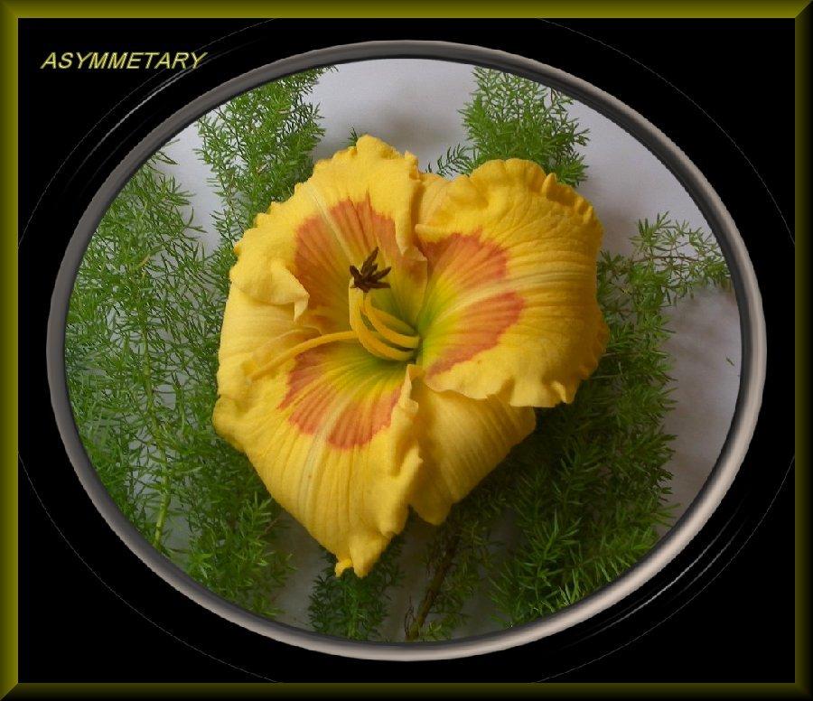 Photo of Daylily (Hemerocallis 'Asymmetry') uploaded by Joy