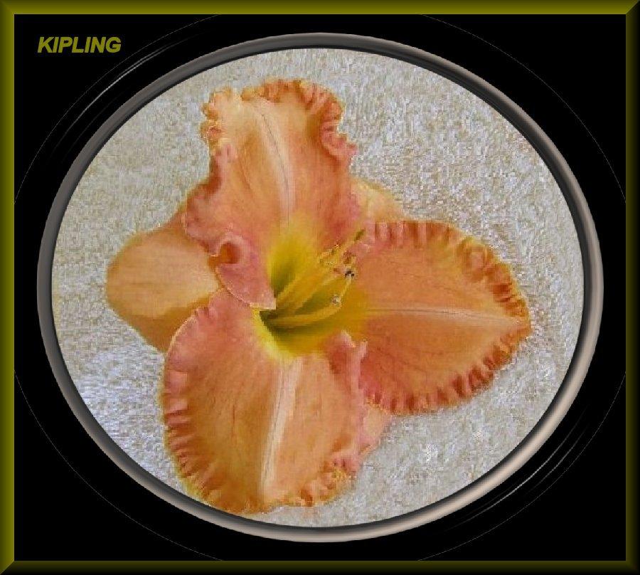 Photo of Daylily (Hemerocallis 'Kipling') uploaded by Joy