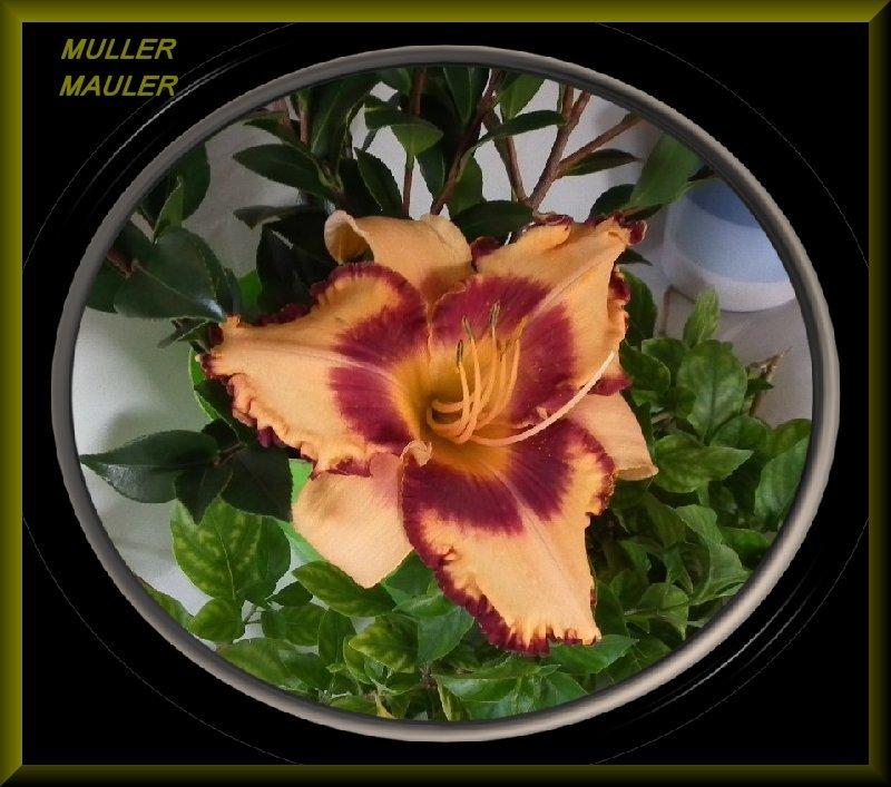 Photo of Daylily (Hemerocallis 'Muller Road Mauler') uploaded by Joy