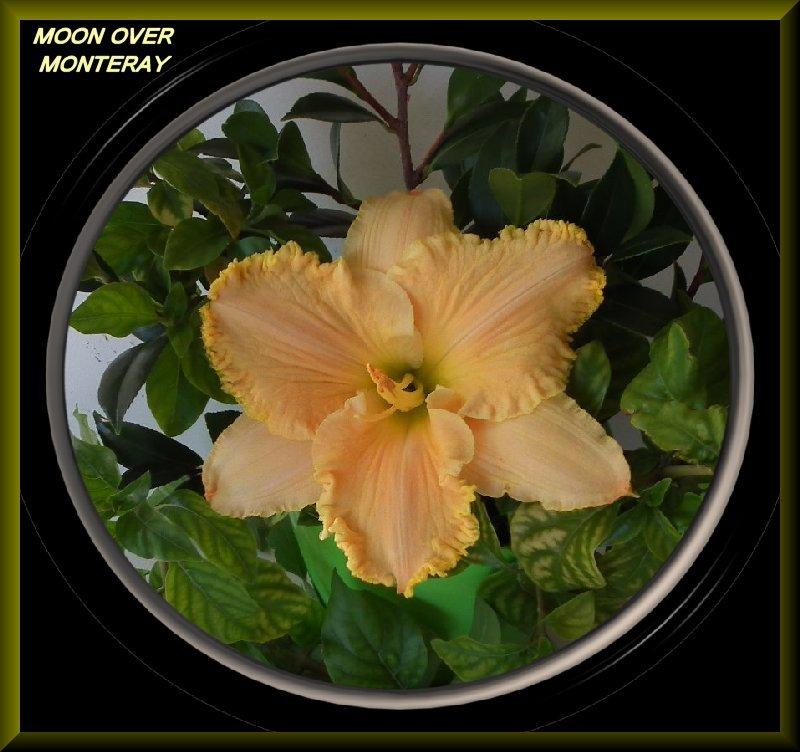 Photo of Daylily (Hemerocallis 'Moon Over Monteray') uploaded by Joy