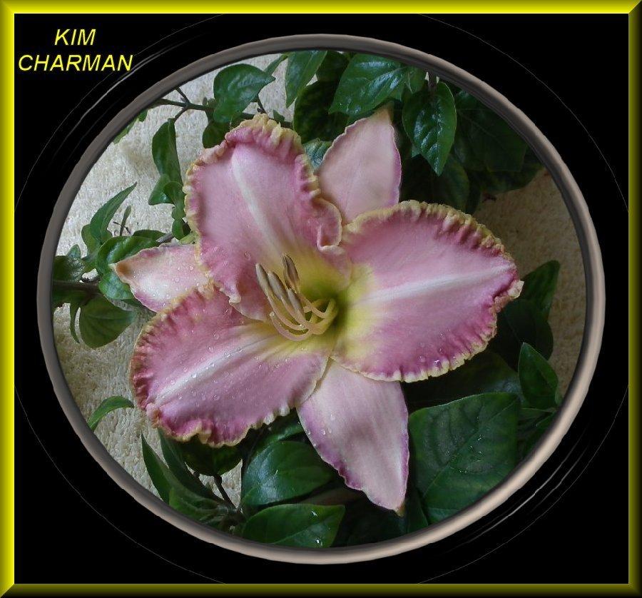 Photo of Daylily (Hemerocallis 'Kim Charman') uploaded by Joy