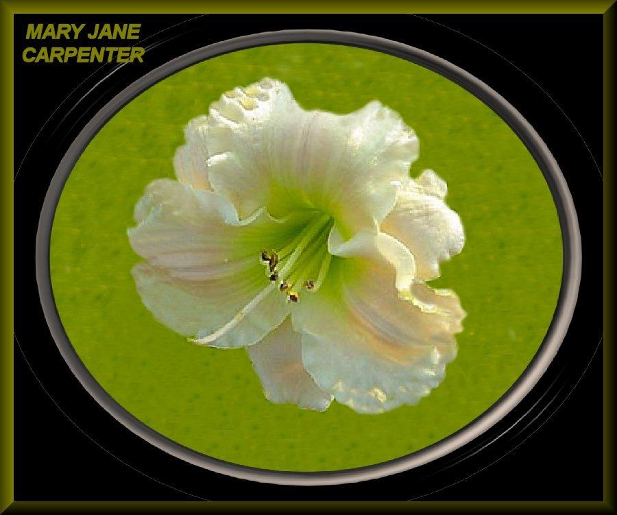 Photo of Daylily (Hemerocallis 'Mary Jane Carpenter') uploaded by Joy
