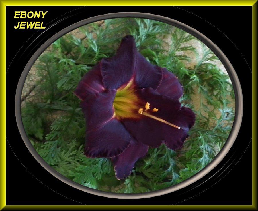 Photo of Daylily (Hemerocallis 'Ebony Jewel') uploaded by Joy