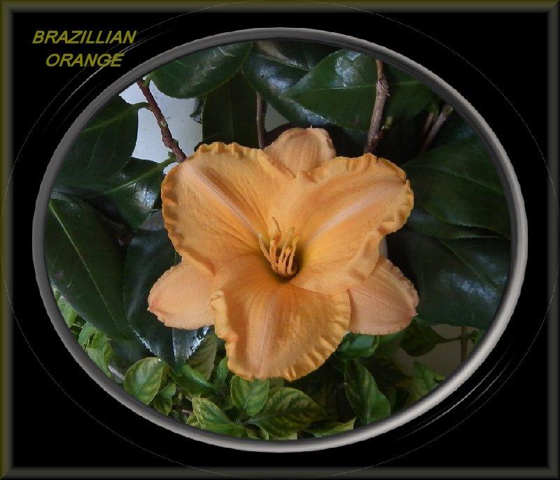 Photo of Daylily (Hemerocallis 'Brazilian Orange') uploaded by Joy