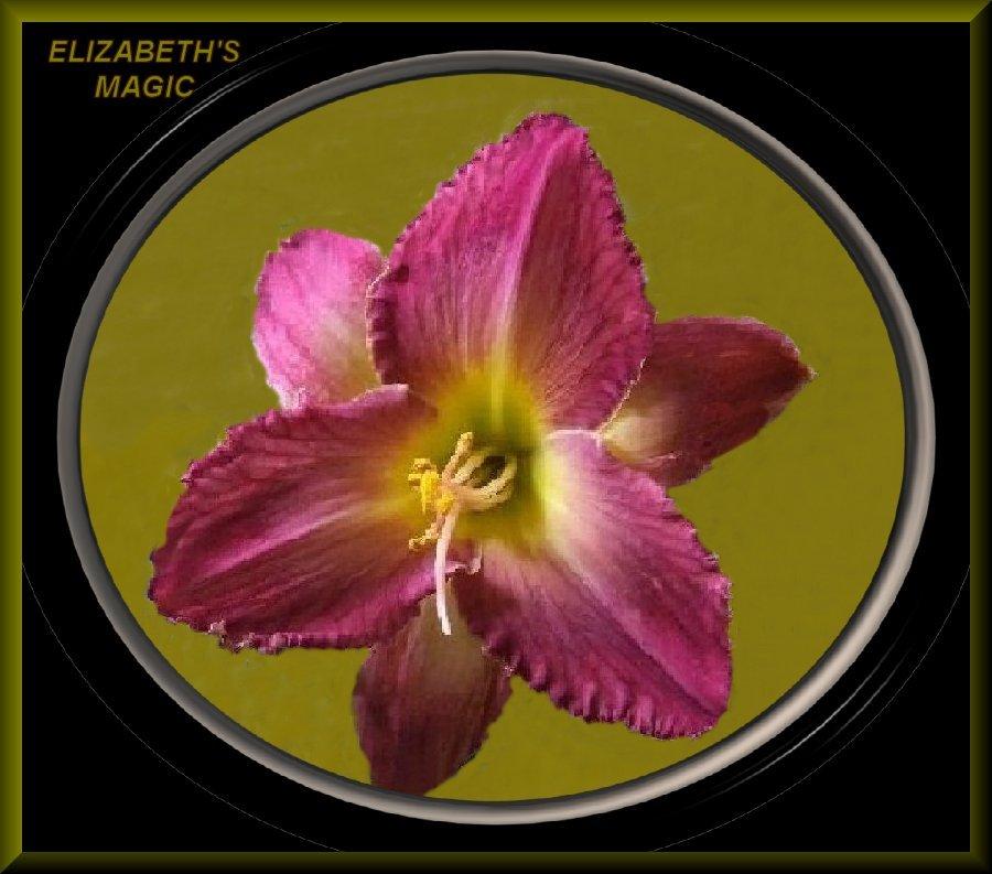 Photo of Daylily (Hemerocallis 'Elizabeth's Magic') uploaded by Joy