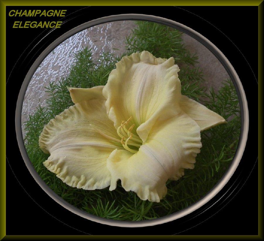 Photo of Daylily (Hemerocallis 'Champagne Elegance') uploaded by Joy