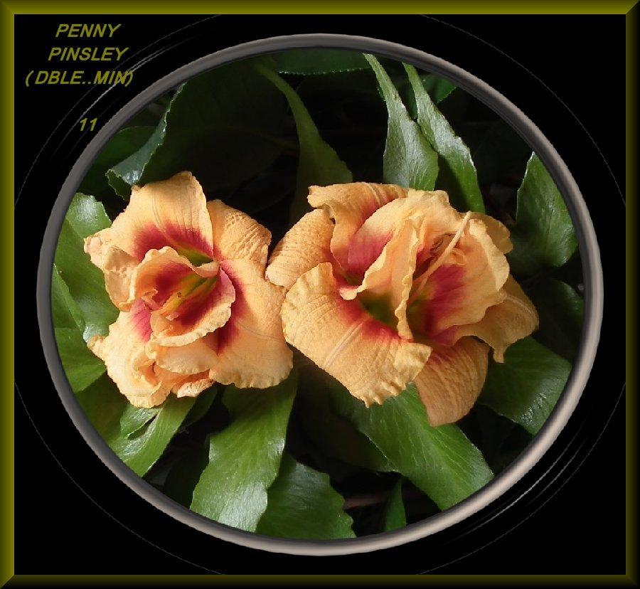 Photo of Daylily (Hemerocallis 'Penny Pinsley') uploaded by Joy