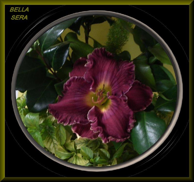 Photo of Daylily (Hemerocallis 'Bella Sera') uploaded by Joy