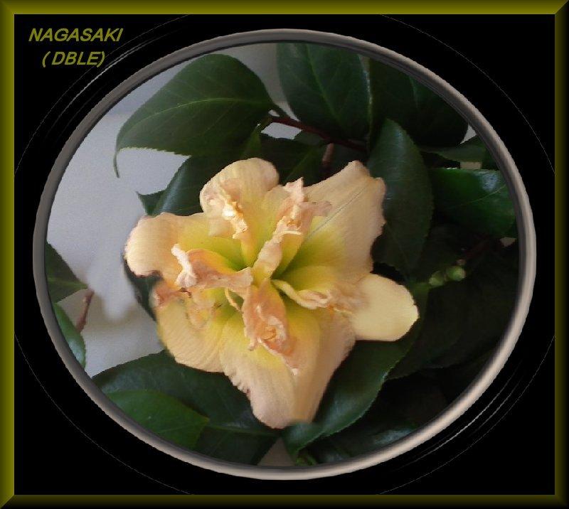 Photo of Daylily (Hemerocallis 'Nagasaki') uploaded by Joy
