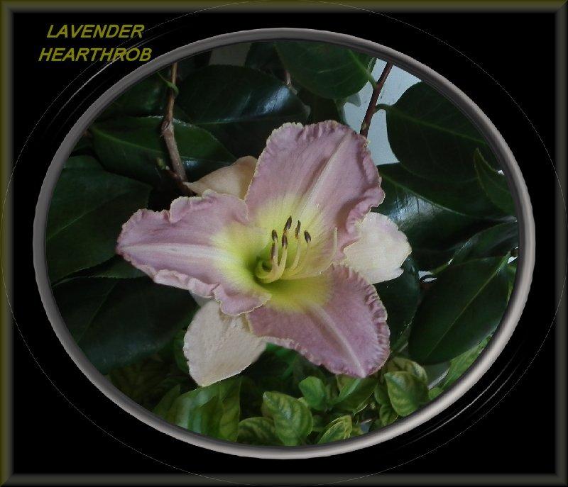 Photo of Daylily (Hemerocallis 'Lavender Heartthrob') uploaded by Joy