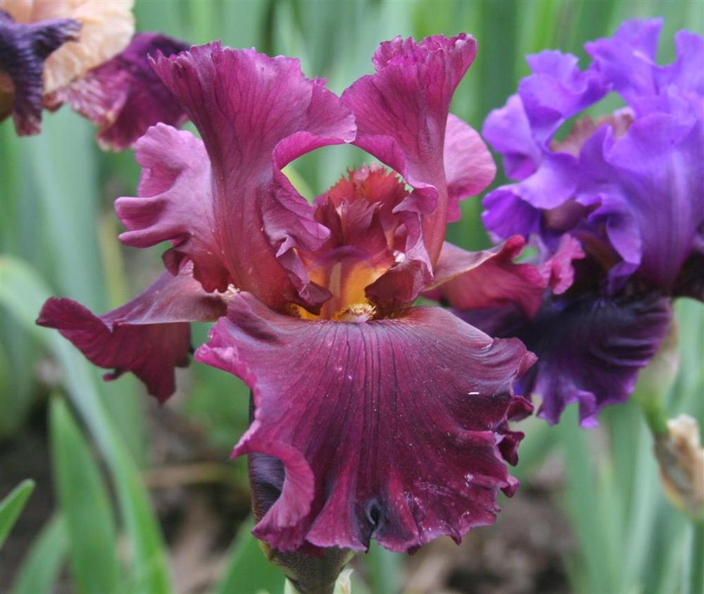 Photo of Tall Bearded Iris (Iris 'Grand Classic') uploaded by KentPfeiffer
