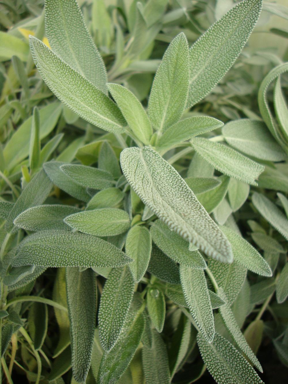 Photo of Culinary Sages (Salvia officinalis) uploaded by Paul2032