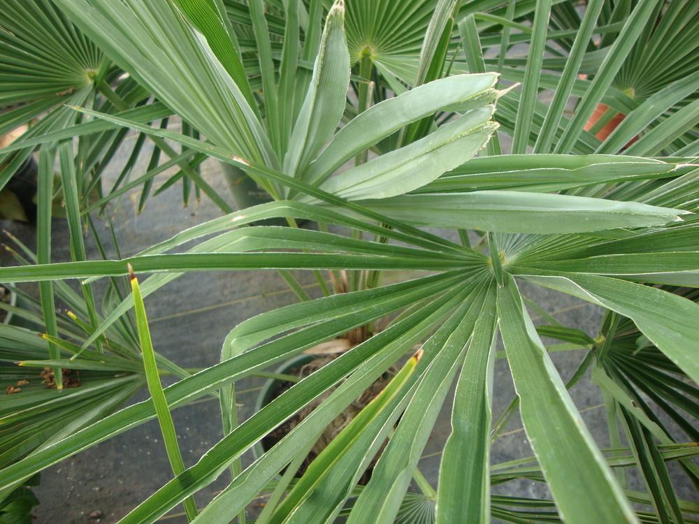 Photo of Chinese Windmill Palm (Trachycarpus fortunei) uploaded by Paul2032