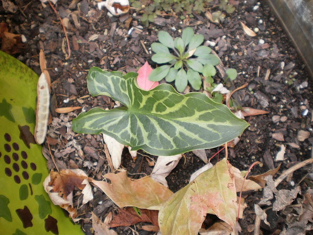 Photo of Lords and Ladies (Arum italicum subsp. italicum 'Marmoratum') uploaded by SongofJoy